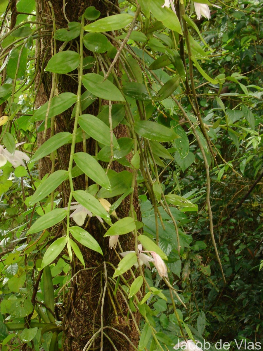 Dendrobium anosmum Lindl.